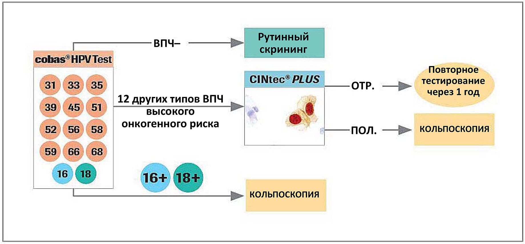 Типы ВПЧ по онкогенности